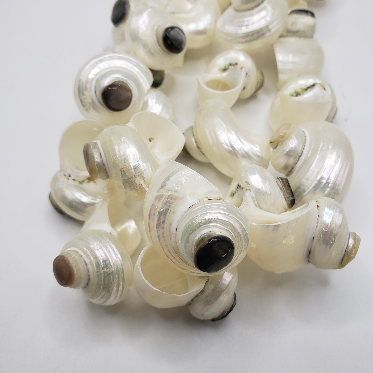 Large Spirel White Shell