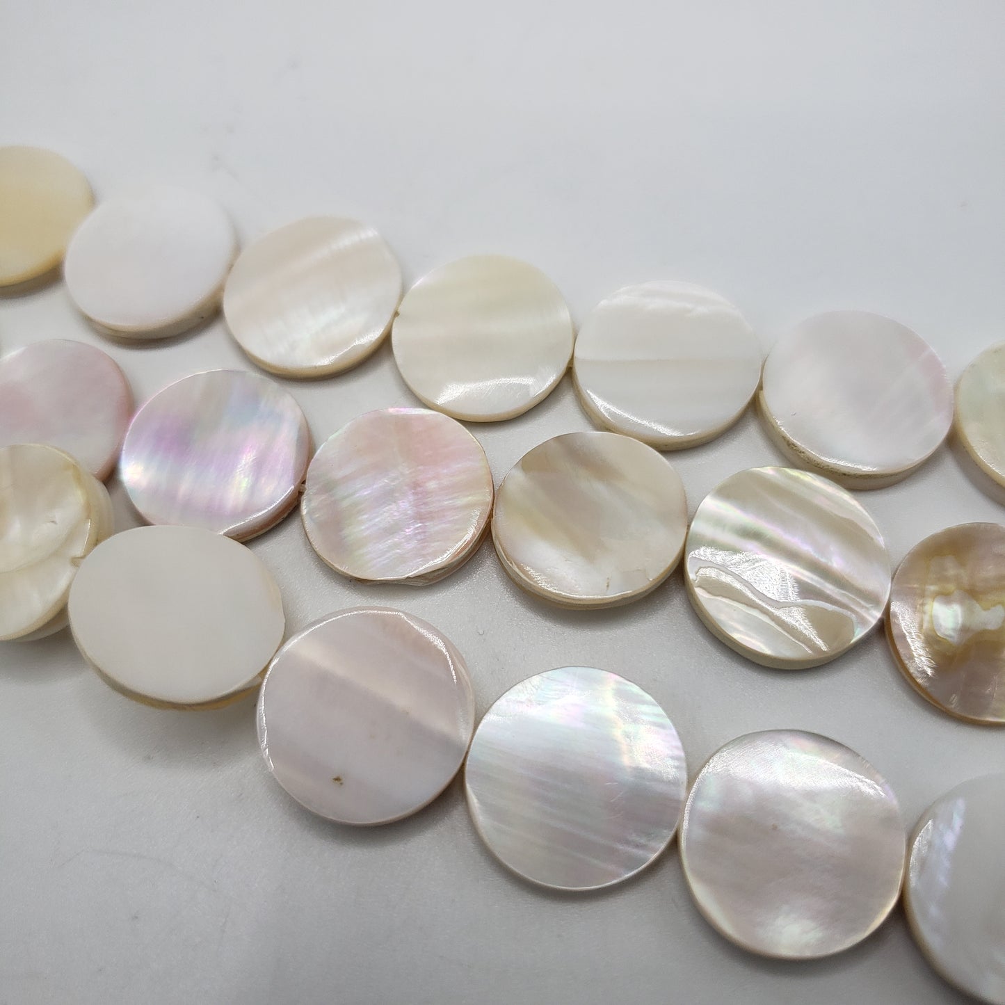 Medium MOP White Coin Shell