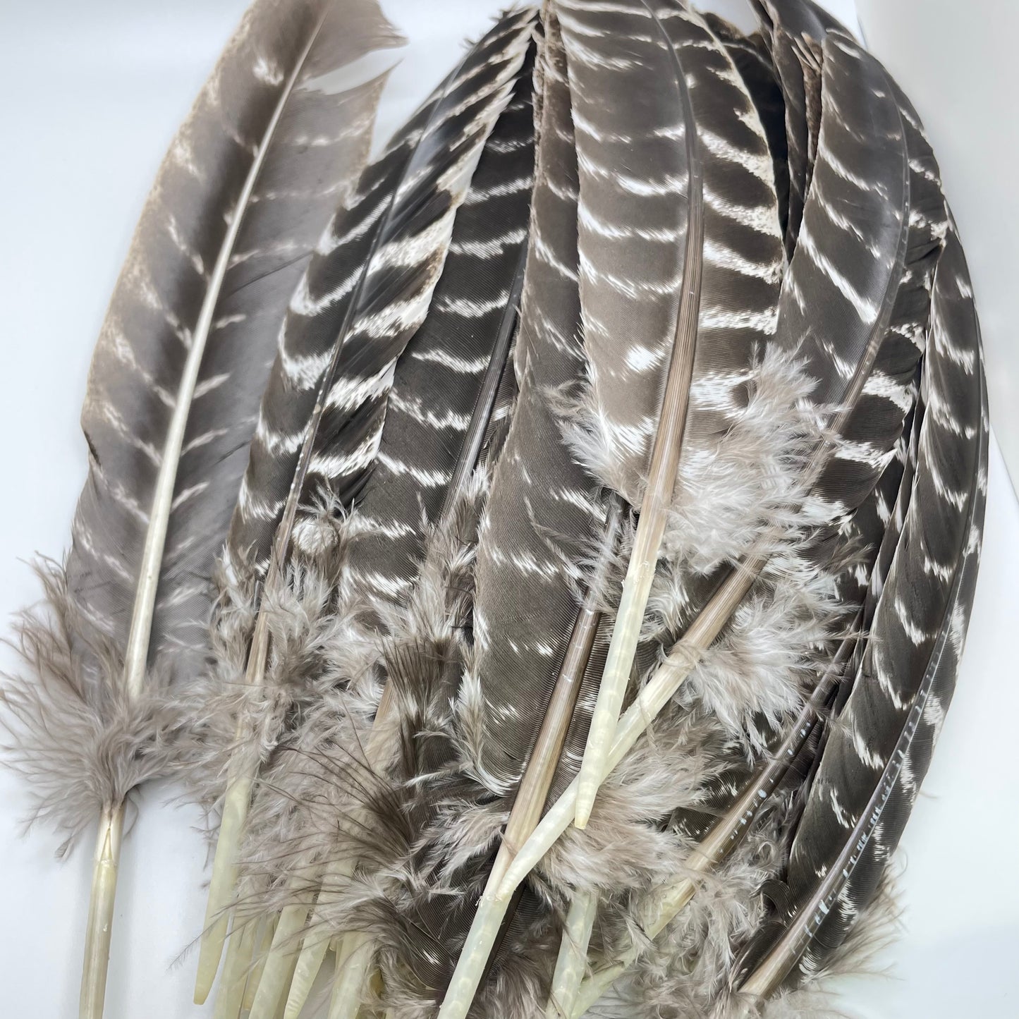 Bronze Turkey Feather Single