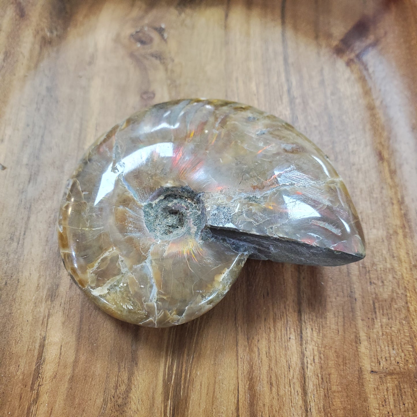 Ammonite Extra Large