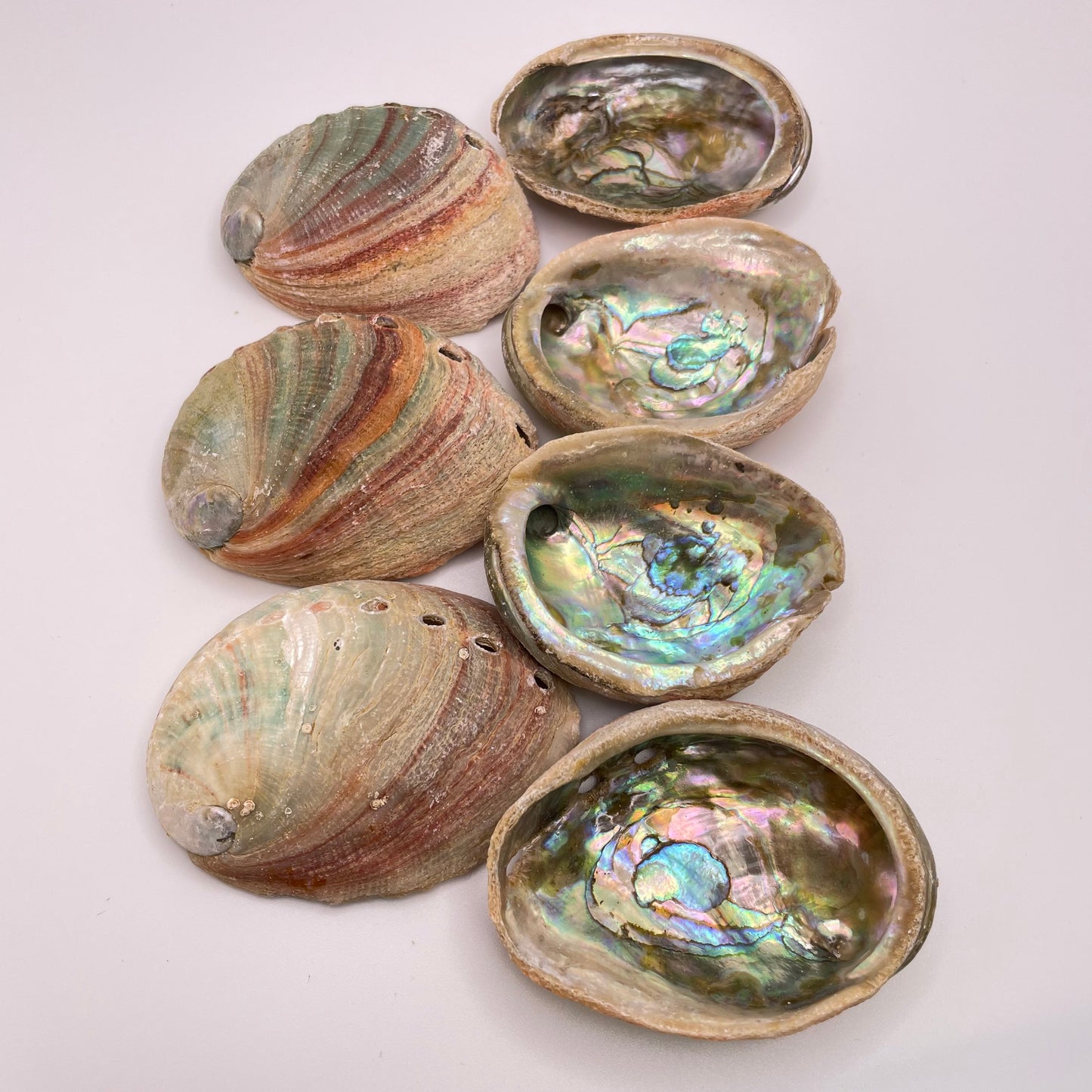 Red Abalone Small Shell