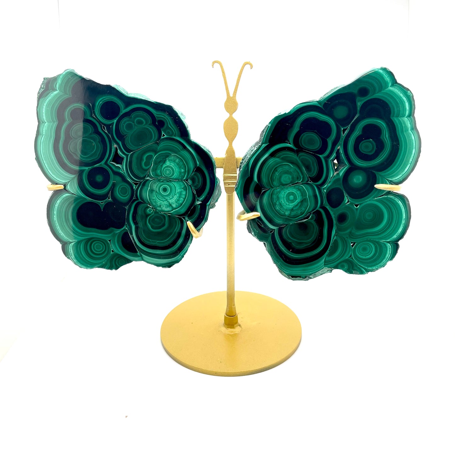 Malachite Butterfly Wings
