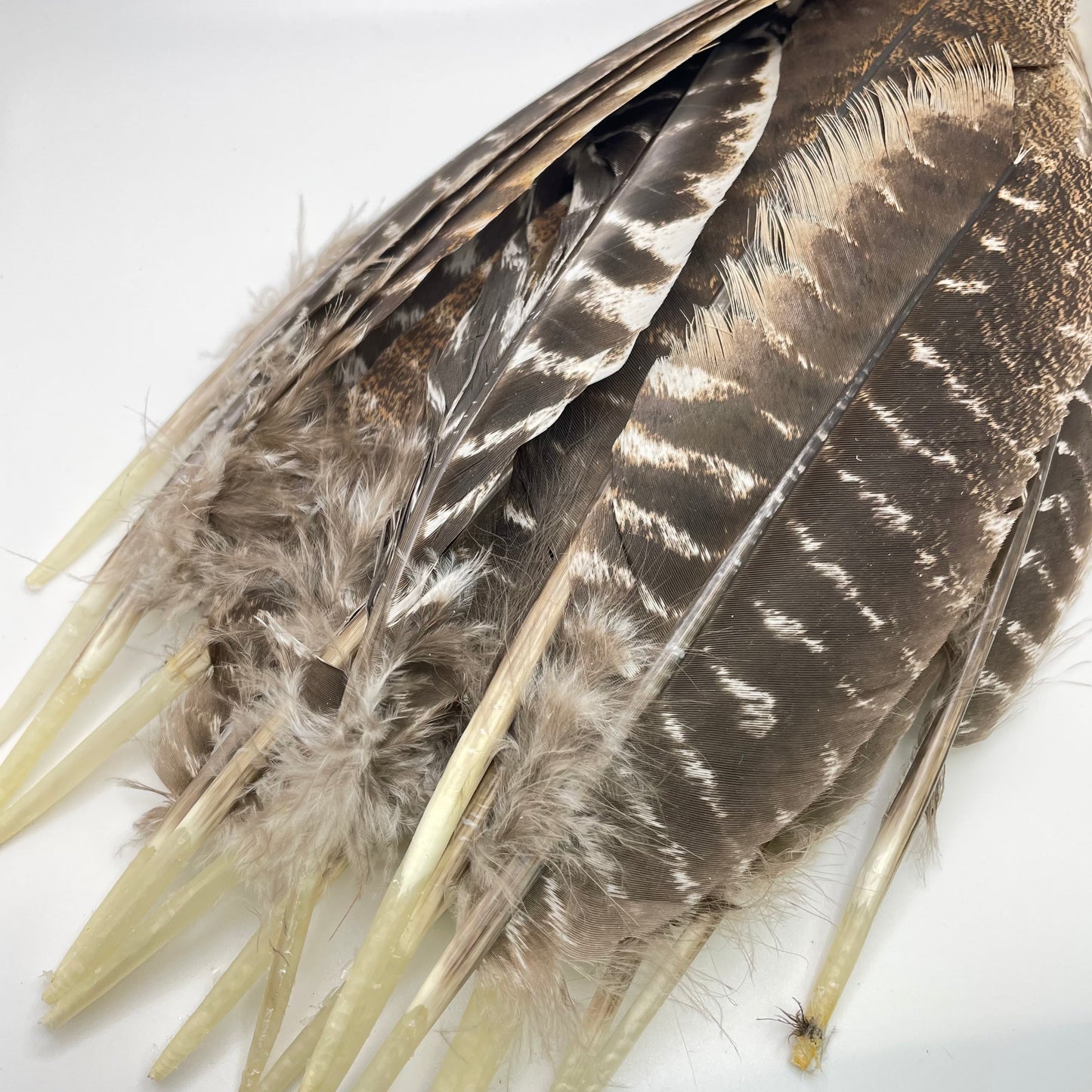 Craft Turkey Feathers