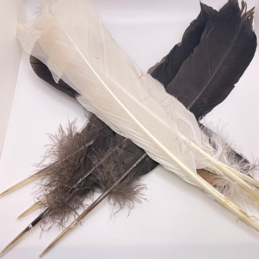 Turkey Feather White And Black.