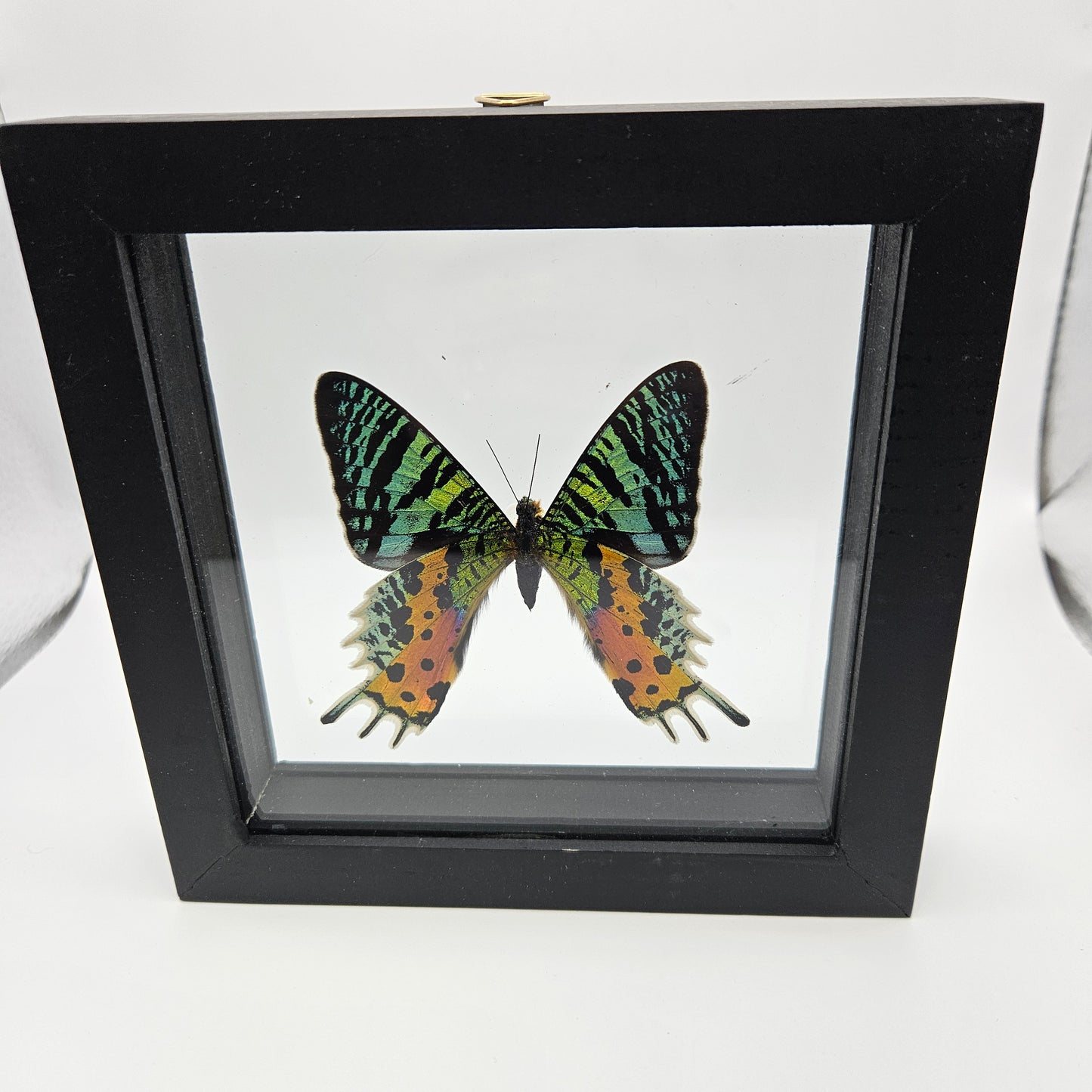 Urania Ripheus Butterfly Framed.