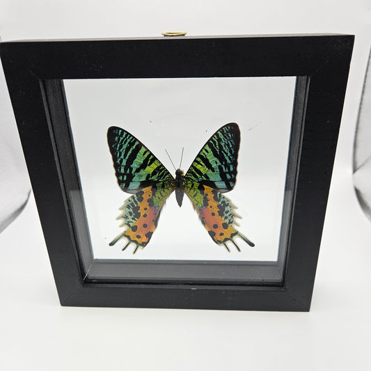 Urania Ripheus Butterfly Framed.