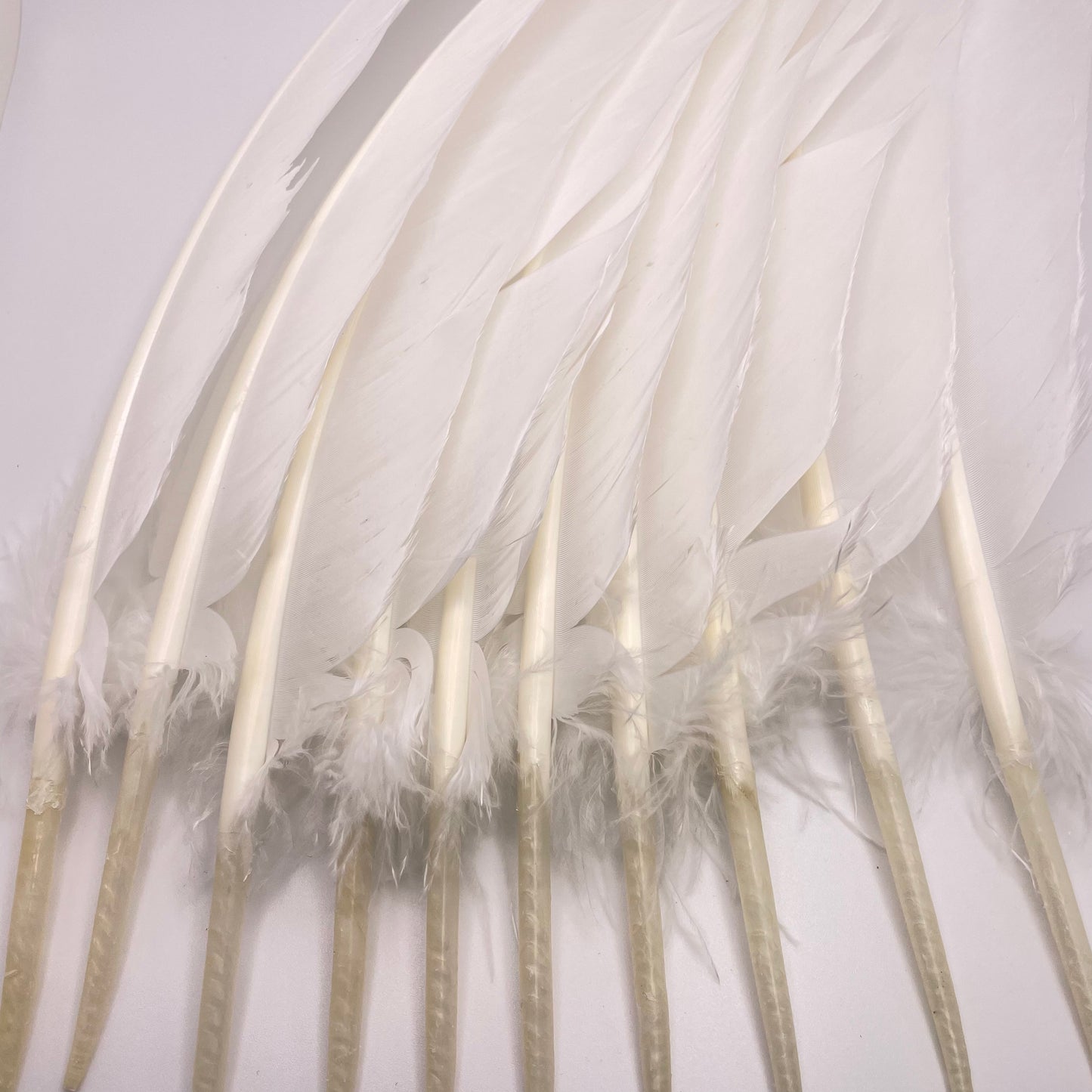 White Turkey Feather Single.