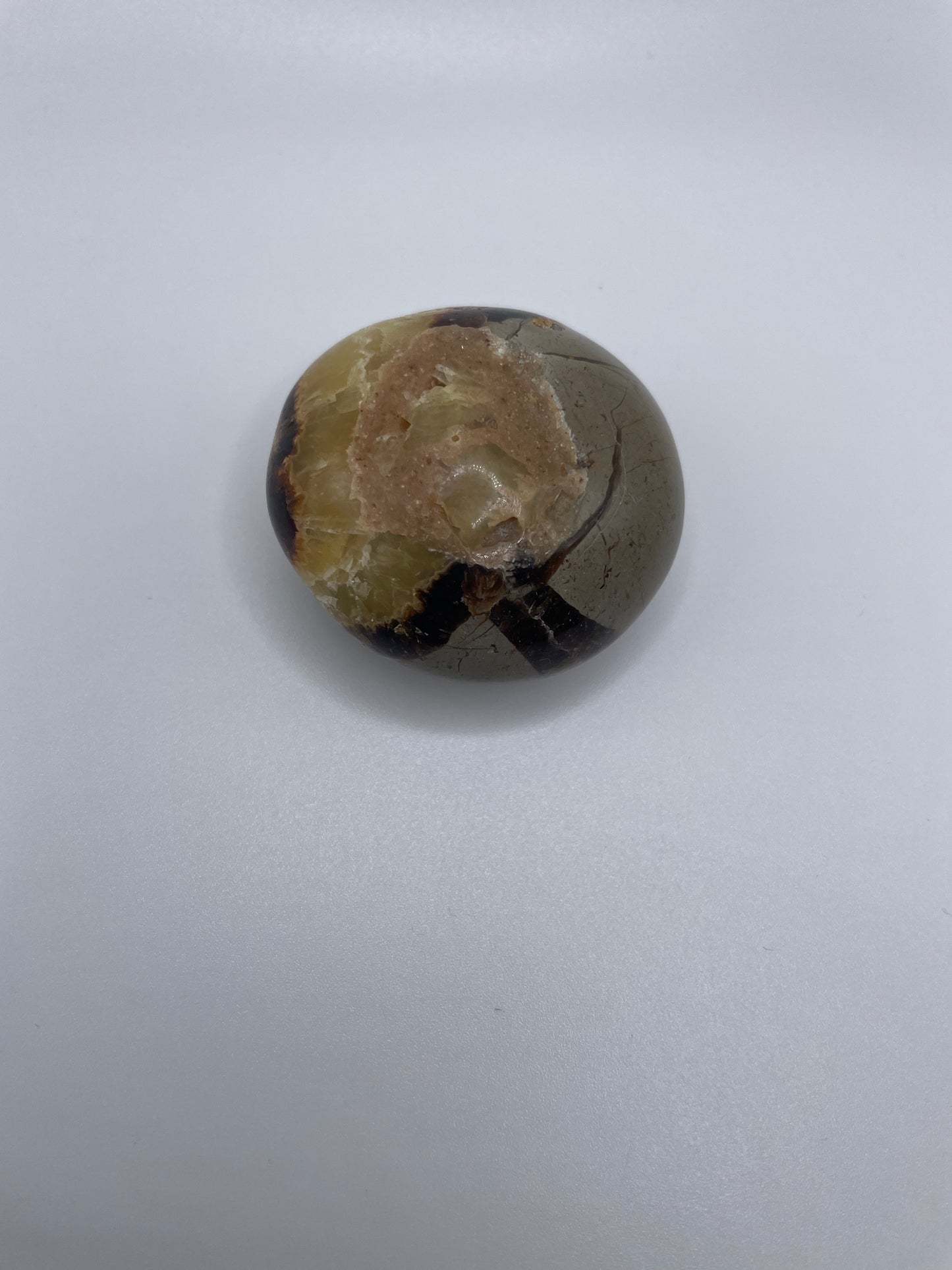 Septarian Palm Stone