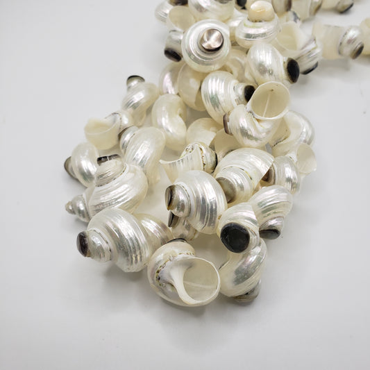 Small Spirel White Shel