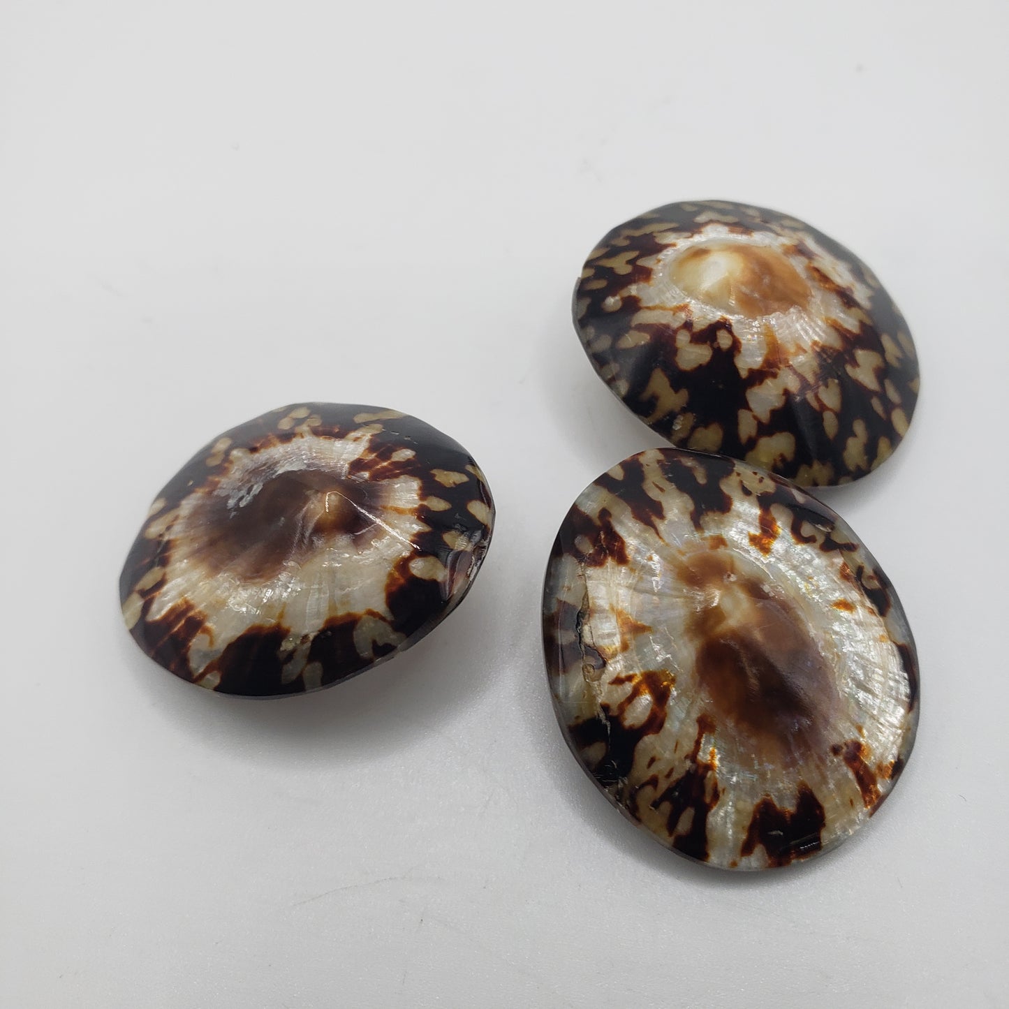 Shiny Brown Shell