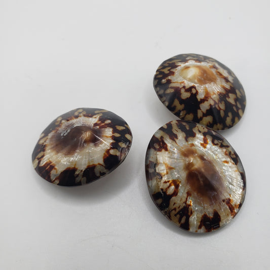 Shiny Brown Shell