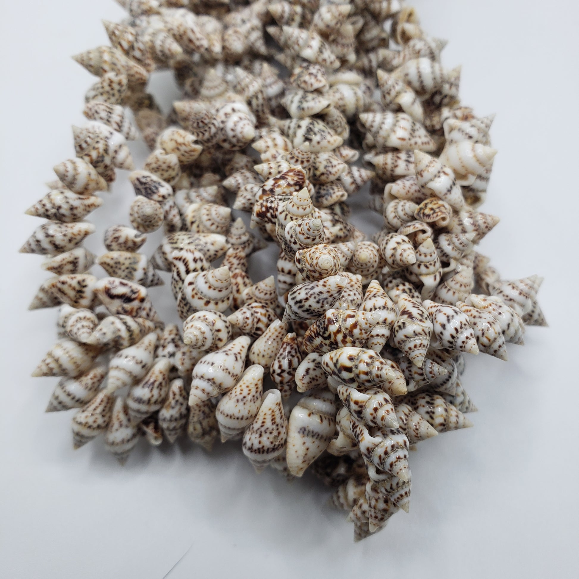 Small Snail Shells