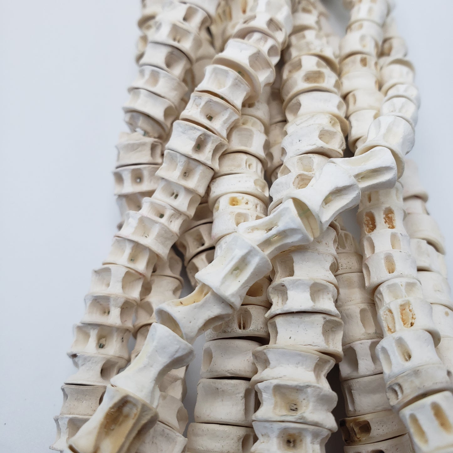 Shark Bone