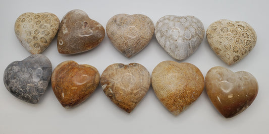 Fossil Coral Heart 2 inch