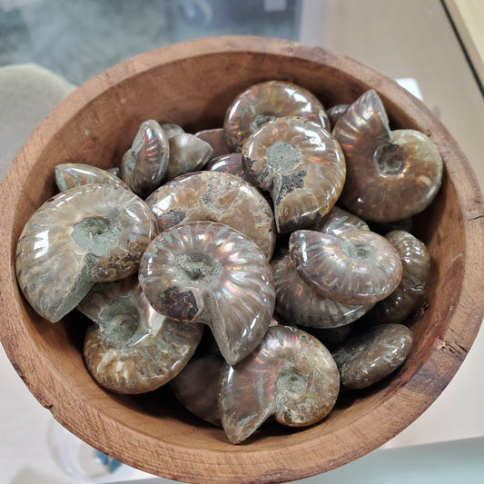A wooden bowl holds a captivating item: the shiny, fossilized Ammonite Small. Its distinct spiral shape varies in size and features a pearly sheen that accentuates intricate patterns, showcasing the natural beauty of these ancient marvels.