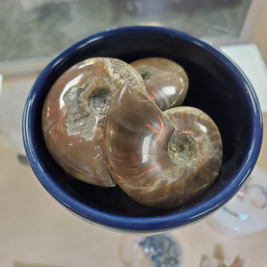 Ammonite Medium
