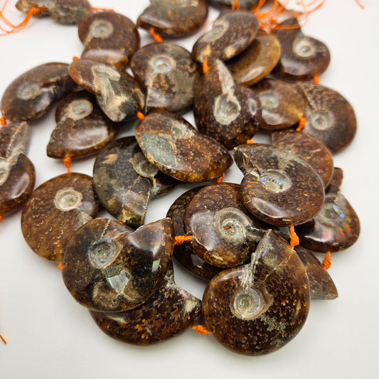 Ammonite Shell Bead