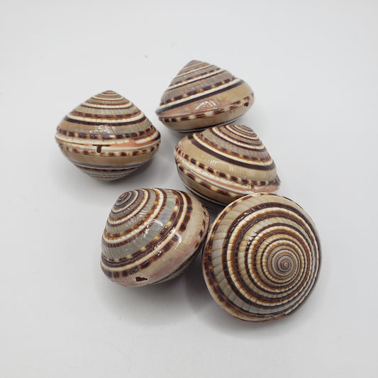 Large Tan + Brown Puffy Spirel Shell