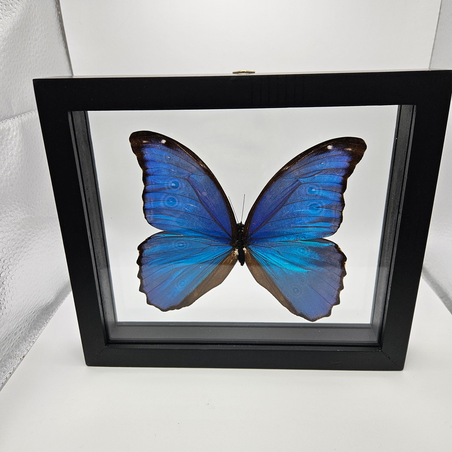 Morpho Didius Butterfly Framed 6.75x7.75"