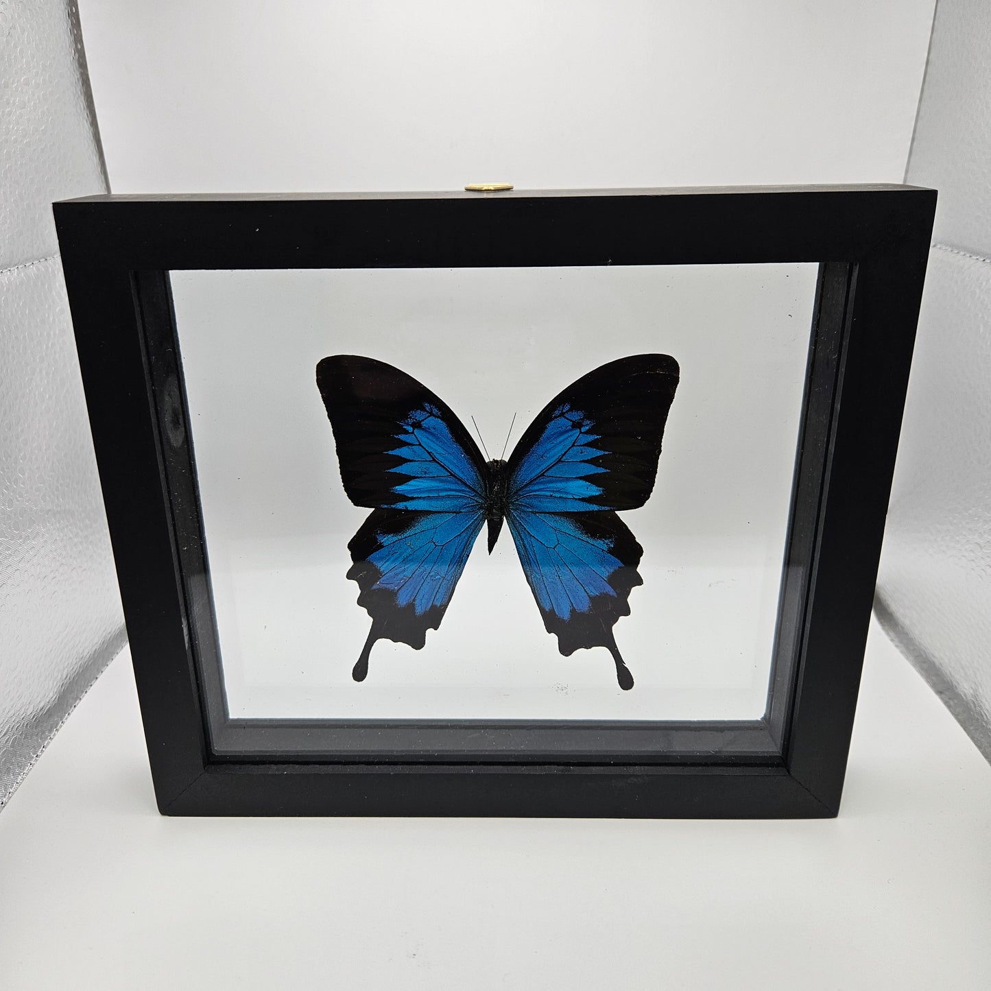 Papilio Ulyses Butterfly Framed 6.75x7.75"