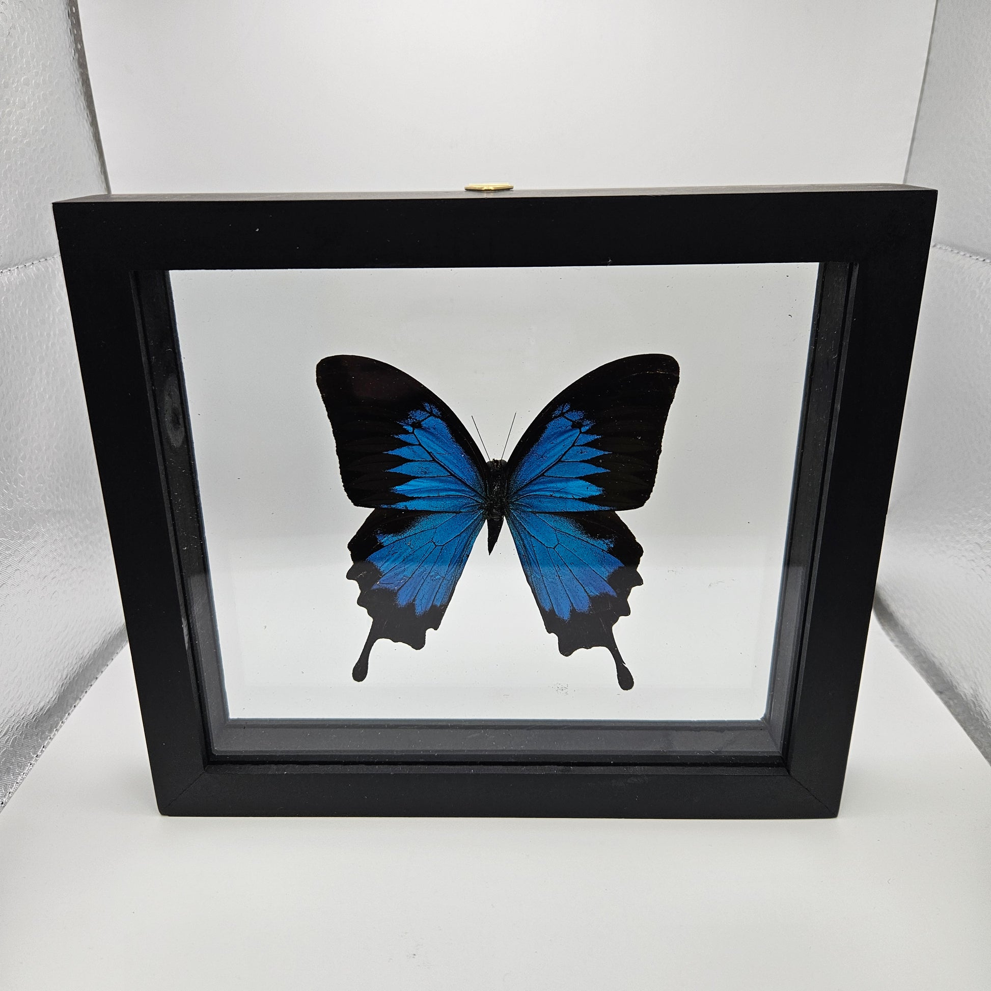 Papilio Ulyses Butterfly Framed 6.75x7.75"