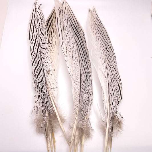 A collection of Pheasant Silver Tail Feathers, showcasing intricate black and white patterns, is arranged on a white background. These feathers feature decorative, striped designs and have soft, fluffy bases.