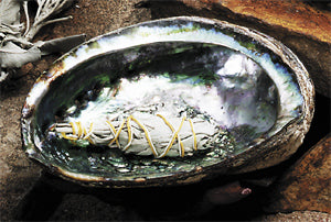 Small White Sage With Abalone Shell