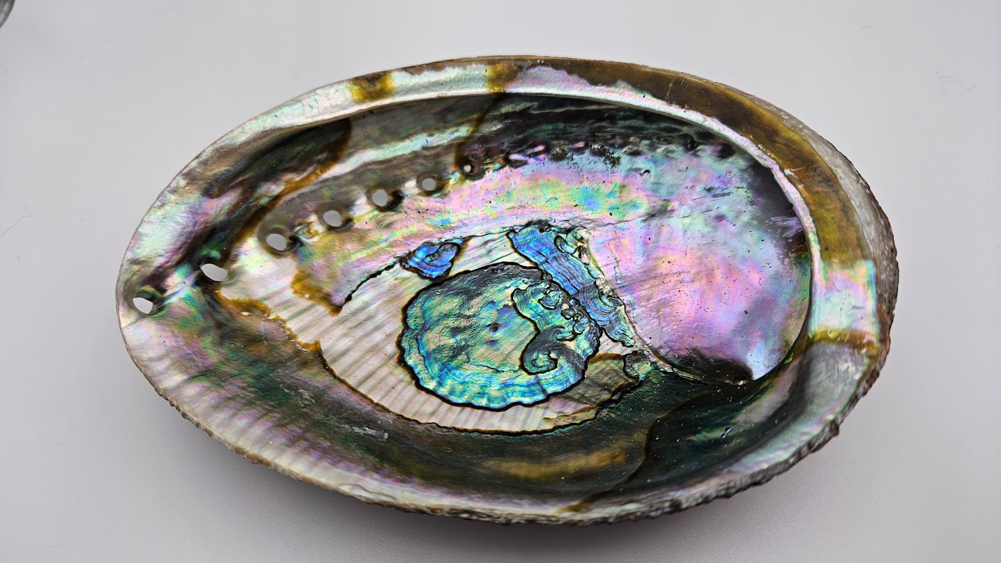 Abalone Shell.