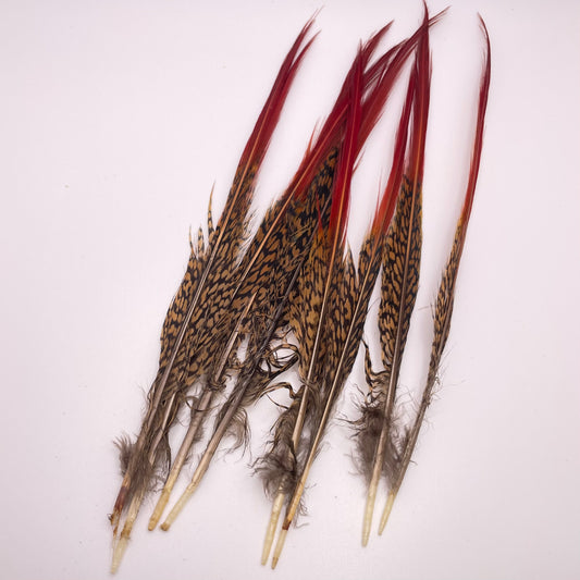 A Golden Pheasant Feather Single, featuring a rich mix of red and brown hues adorned with intricate black patterns, tapers to a point while some feathers display fluffy grey bases, all elegantly lying on a white surface.