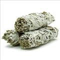 Baby White Sage