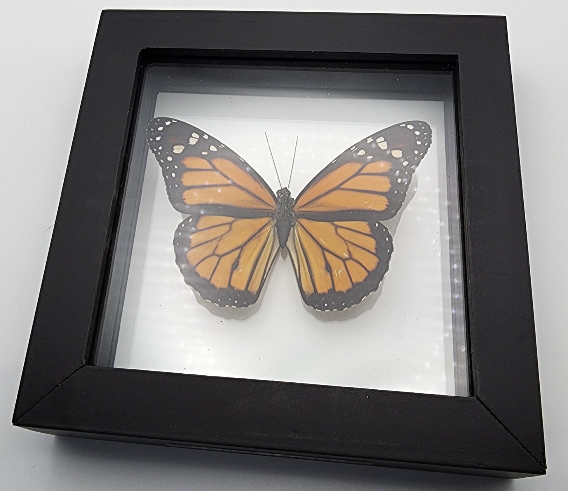 Monarch In A Frame Decor.