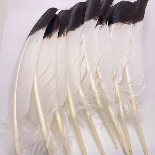 Turkey Feather Dyed.