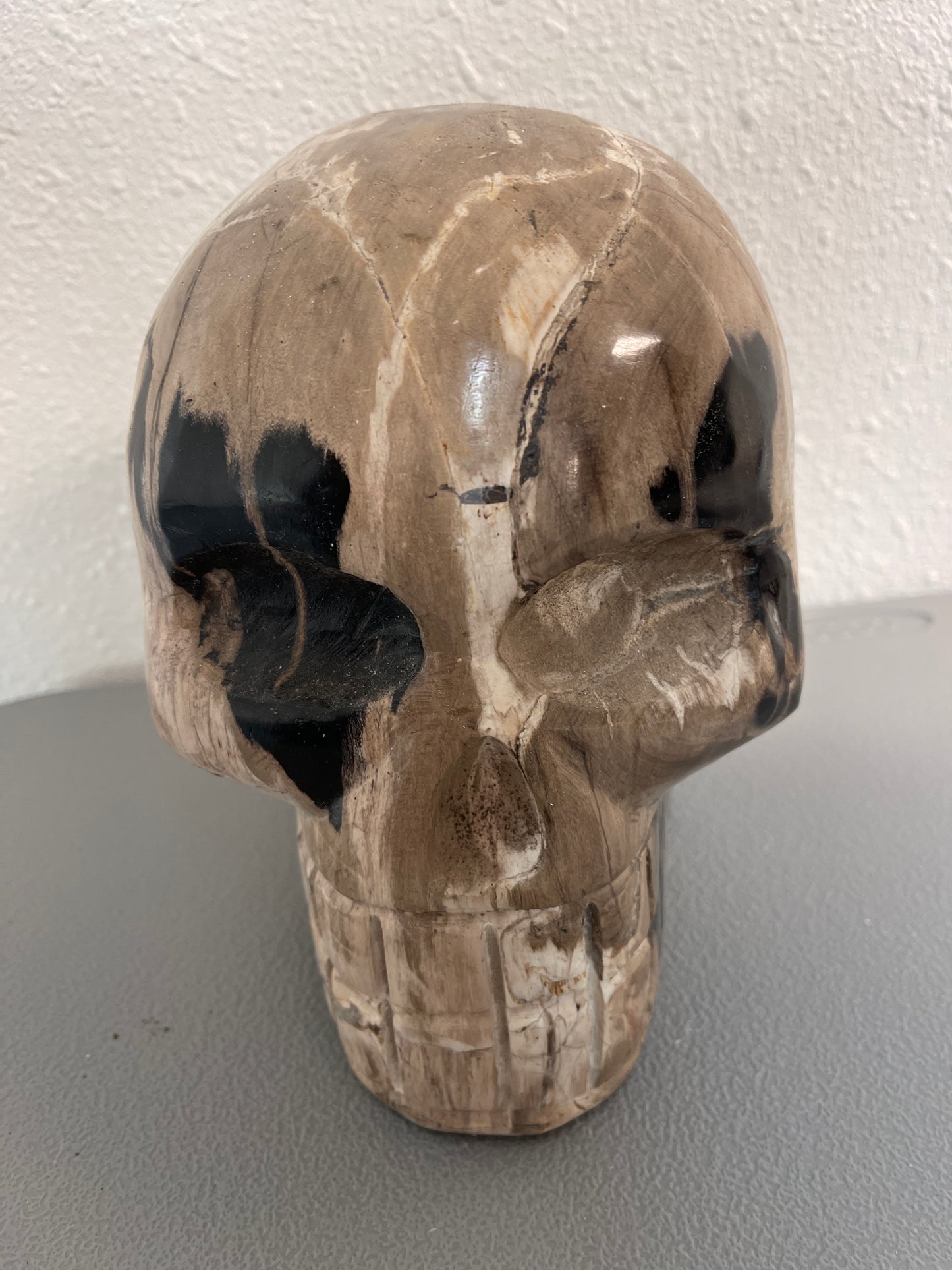 Petrified Wood Skull 8” $199