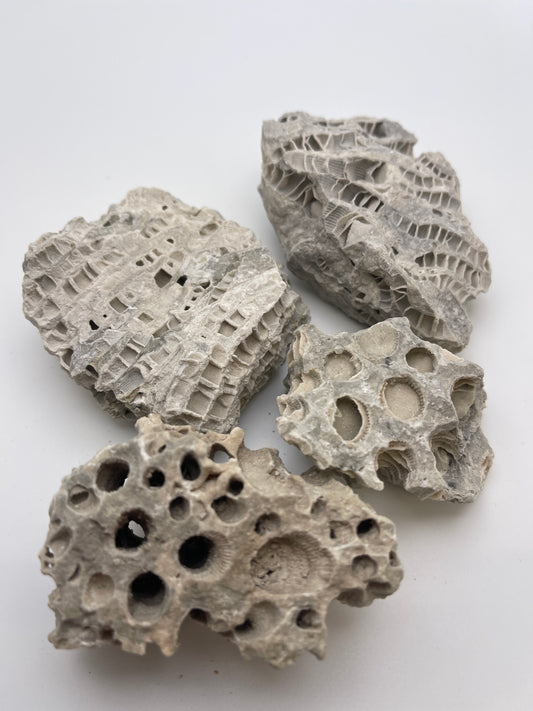 Fossil Coral Specimen